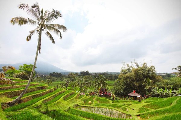 Quels sont les meilleurs circuits pour une découverte des rizières en terrasses de Bali?